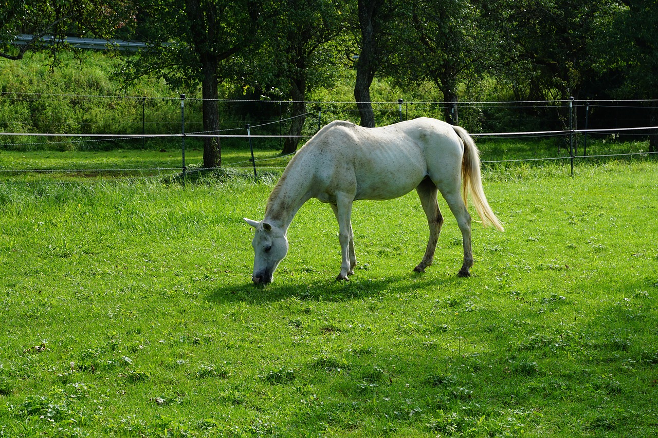 Image - horse nature pasture garden tree