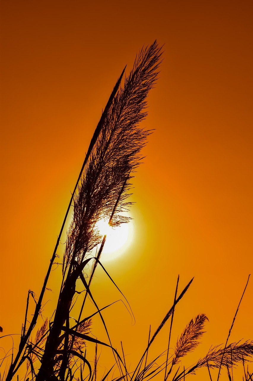 Image - reeds sun sunset shadows