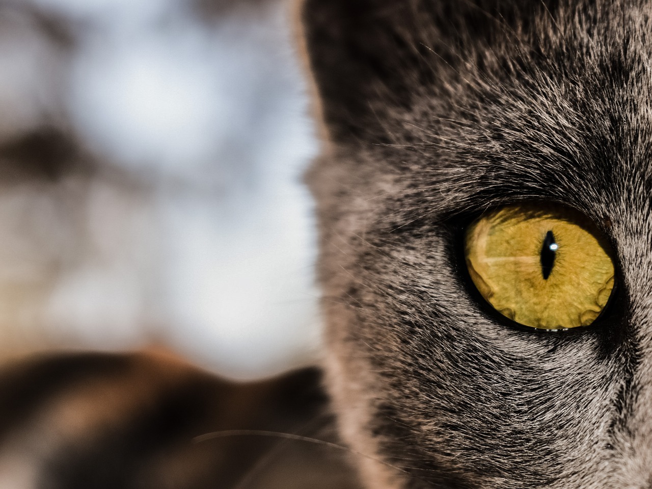 Image - eye cat feline animal watching