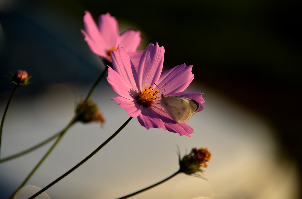 Image - cosmos butterfly the white one