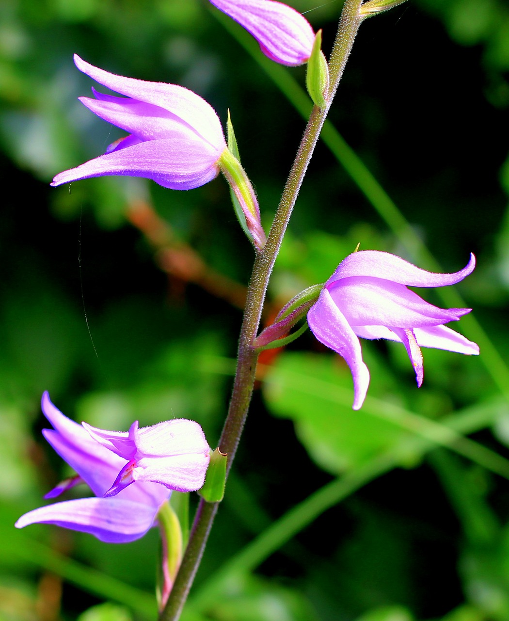 Image - red waldvöglein orchid wild flower