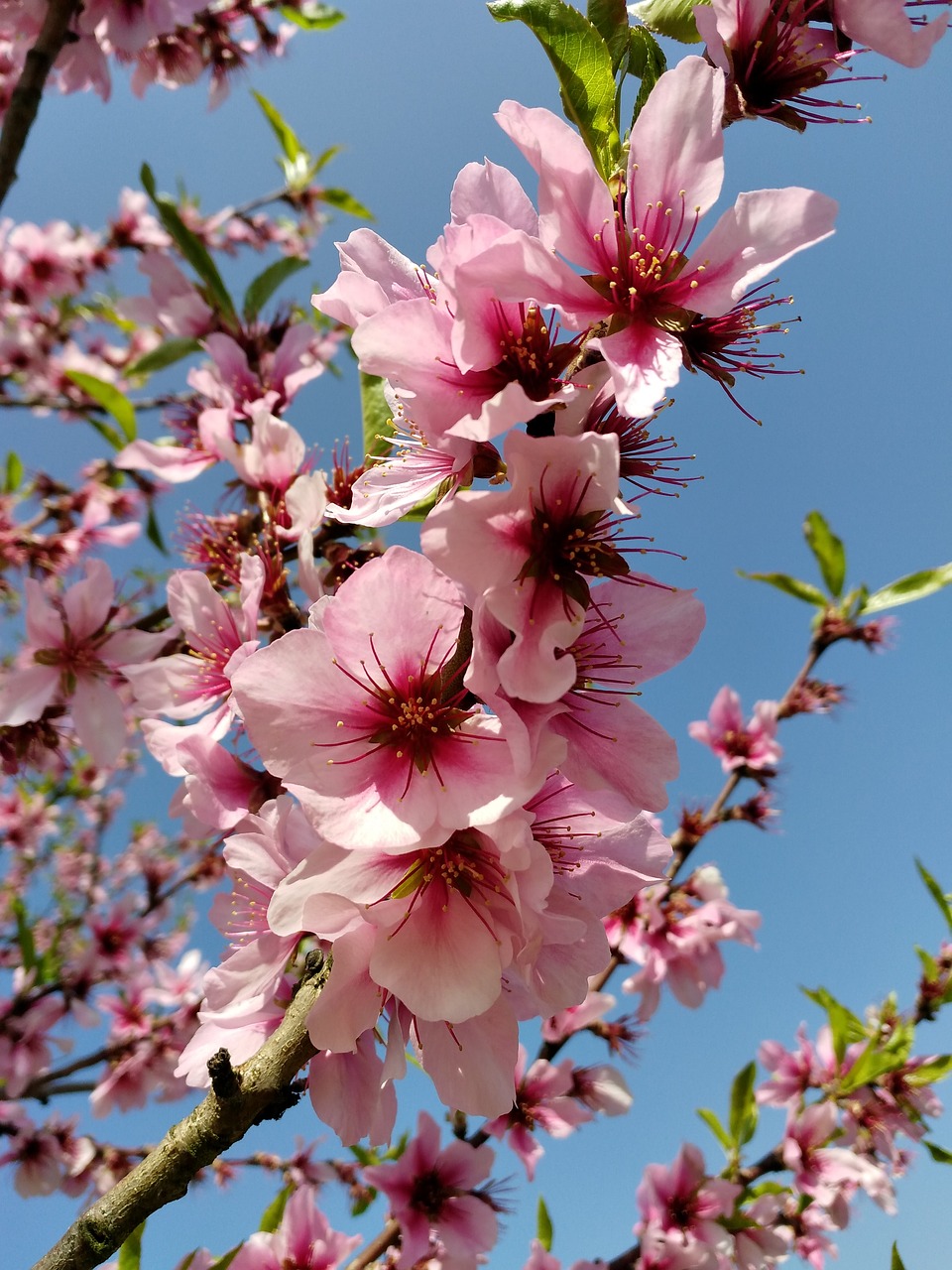 Image - flowers spring pink tree