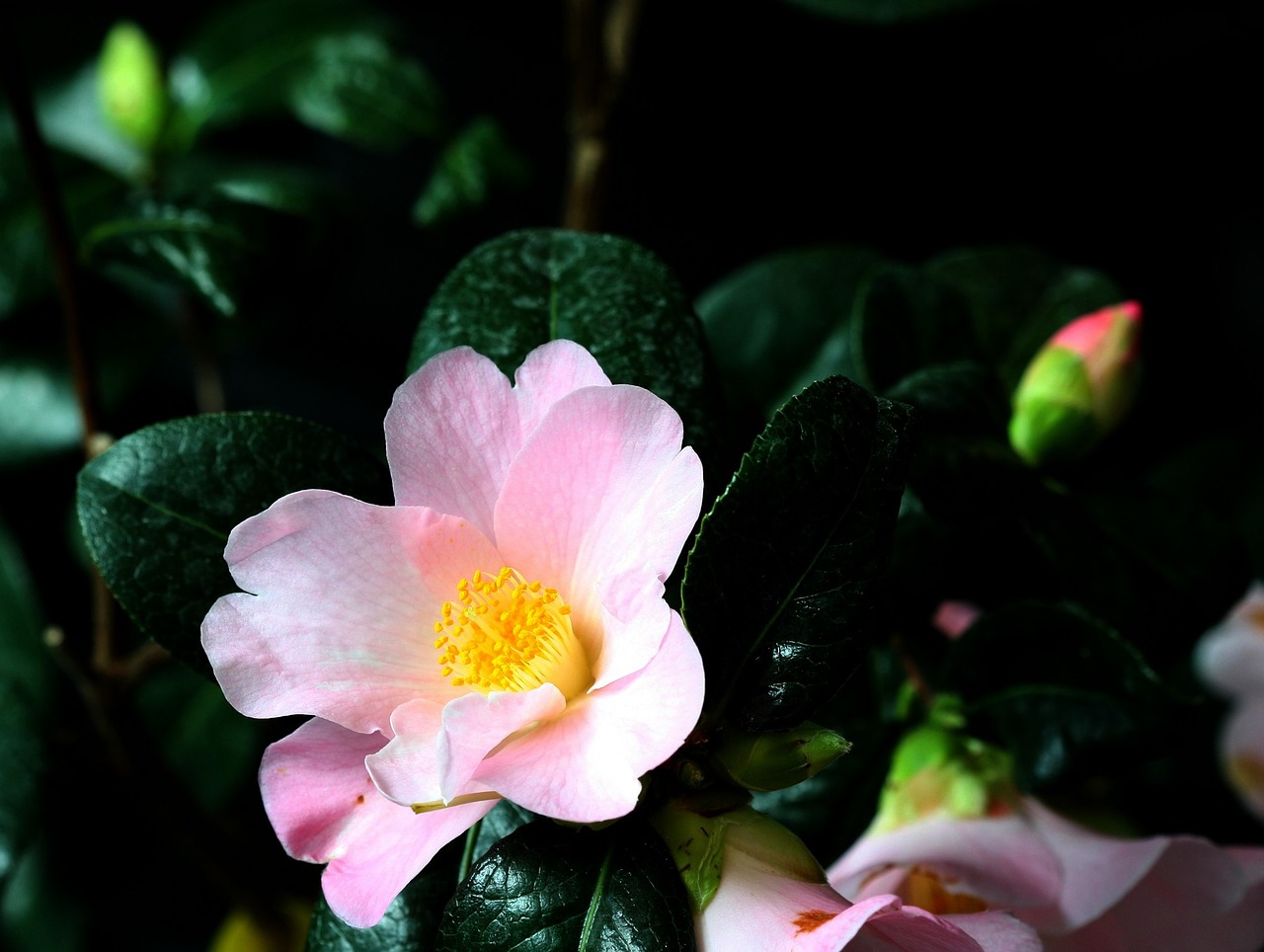 Image - pink blossom bloom camellia