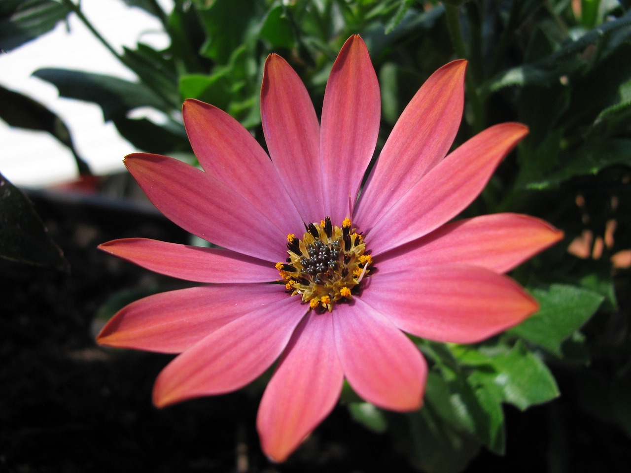 Image - pink blossom bloom ice plant