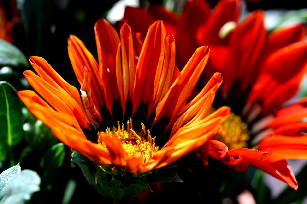 Image - orange flowers midday flowers