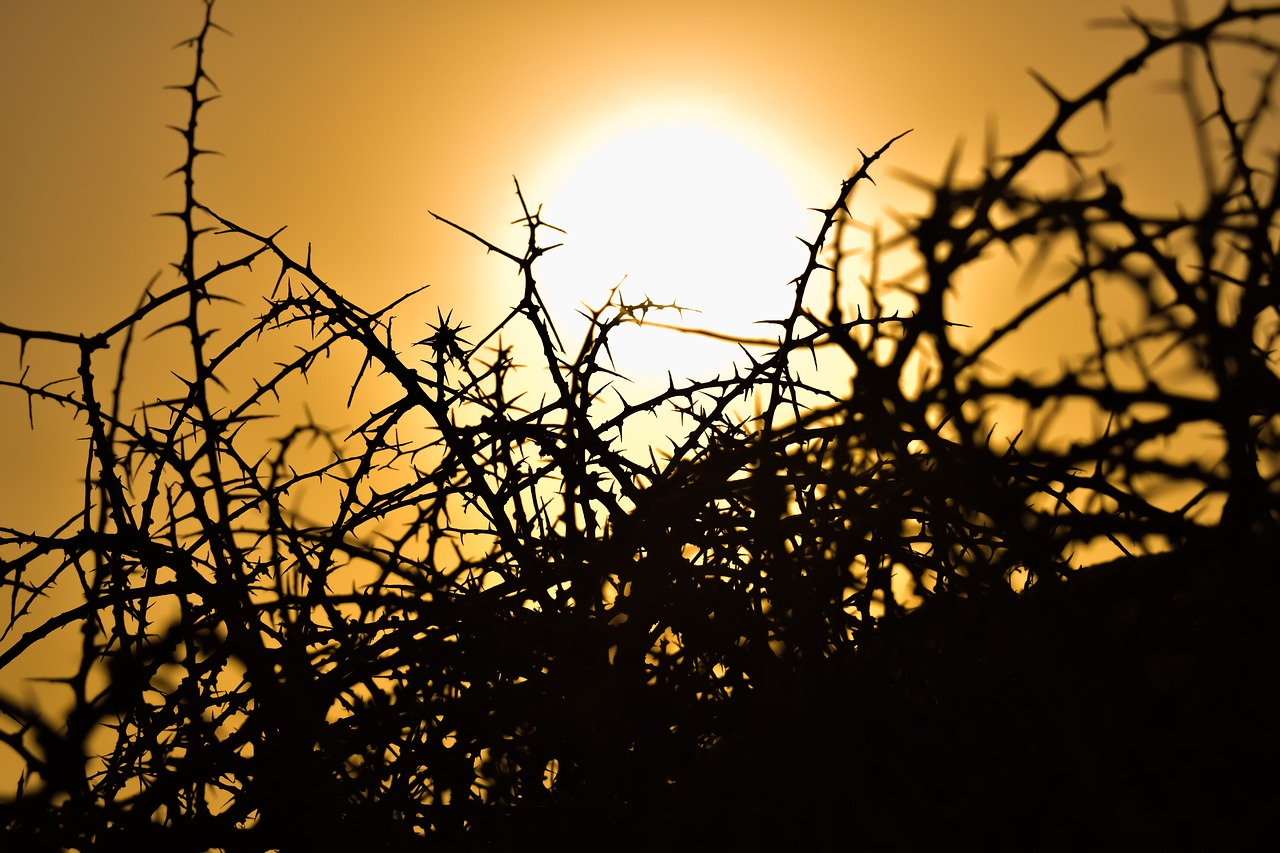 Image - thorns plant nature sharp thorny