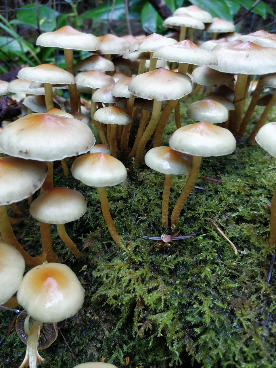 Image - mushrooms white soil