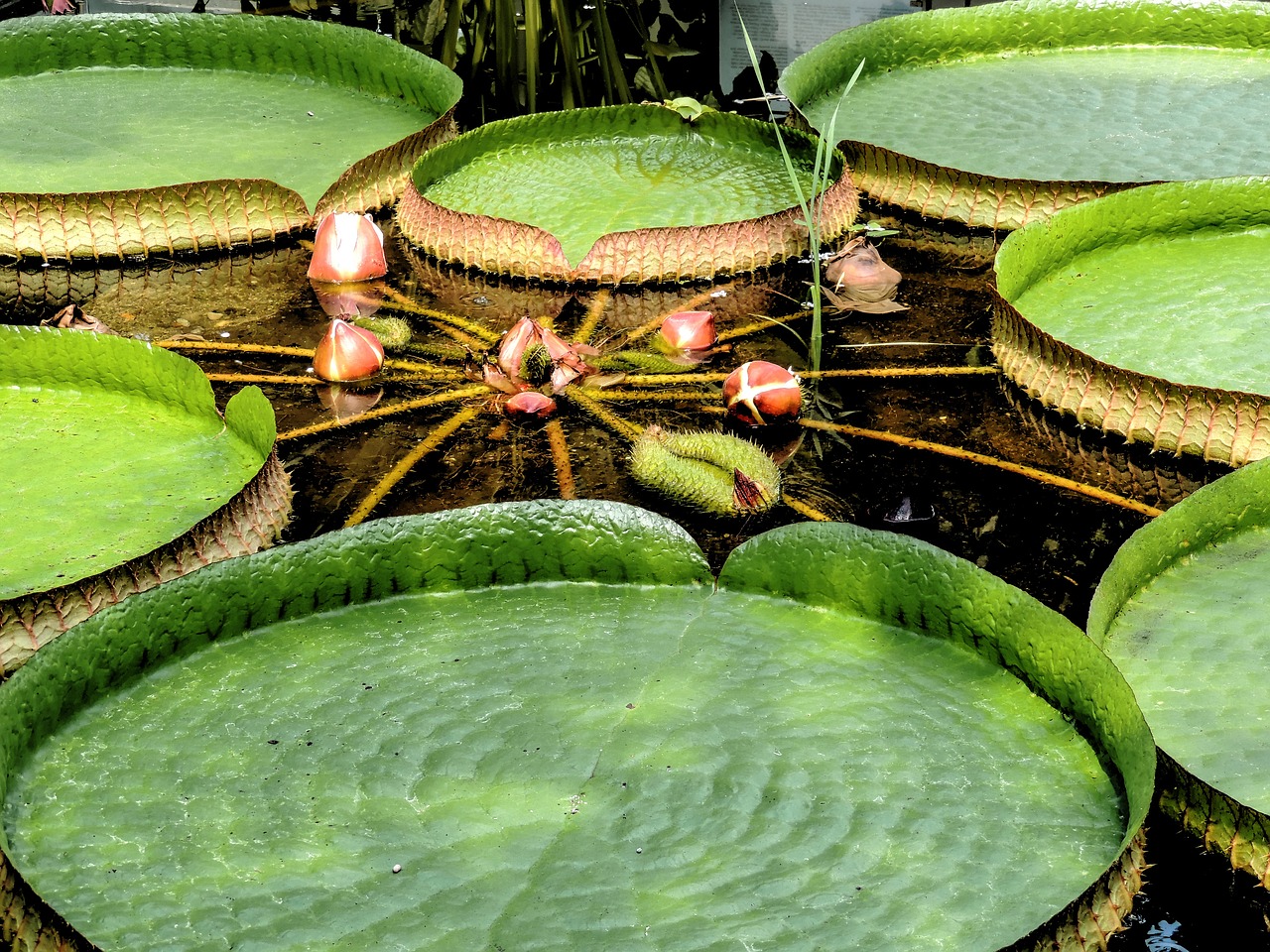 Image - victoria amazonic water lily lily