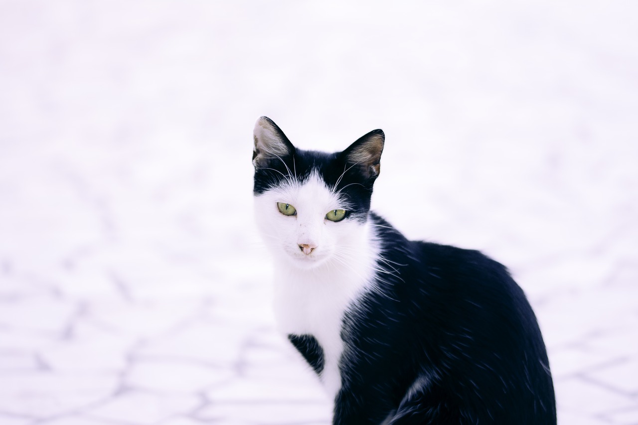 Image - cat black white sad