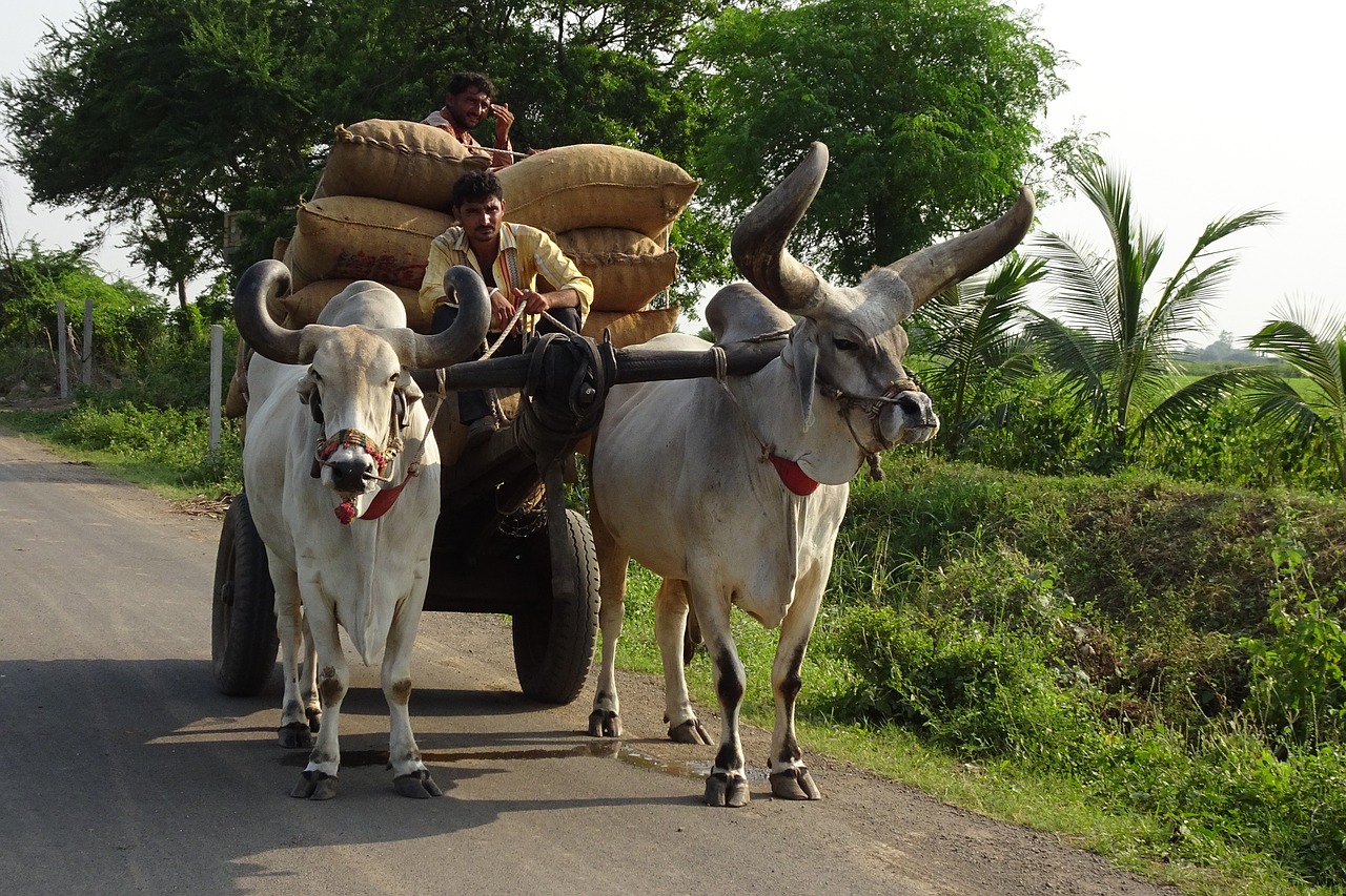 Image - bullock ox cart cattle kankrej