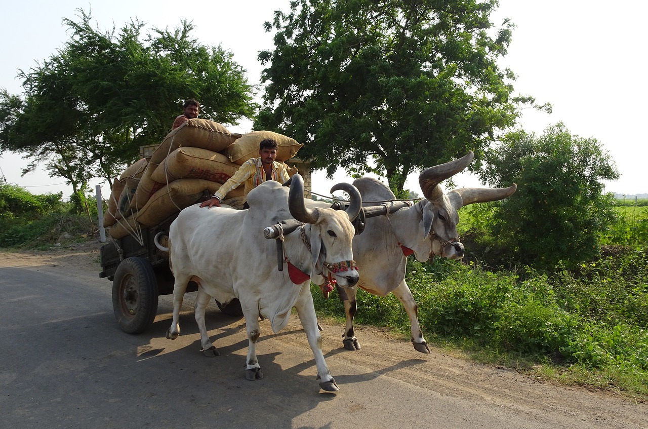 Image - bullock ox cart cattle kankrej