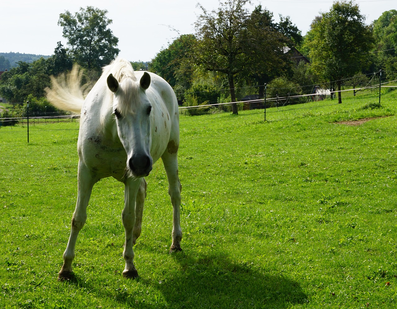 Image - horse pasture summer meadow