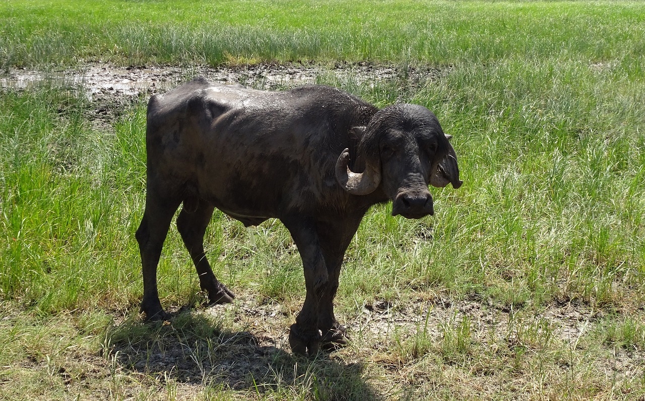 Image - buffalo bull stud bovine cattle
