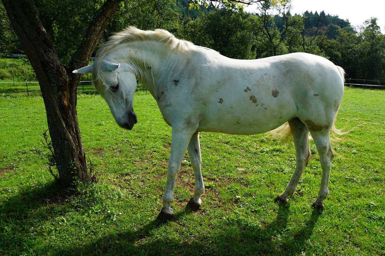 Image - horse pasture summer meadow