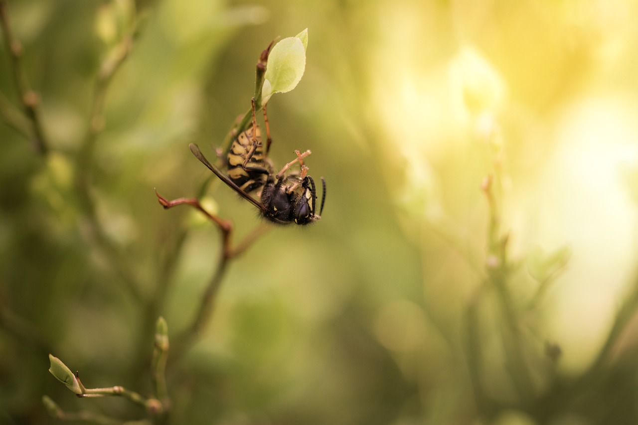 Image - bee the insect wasp yellow macro