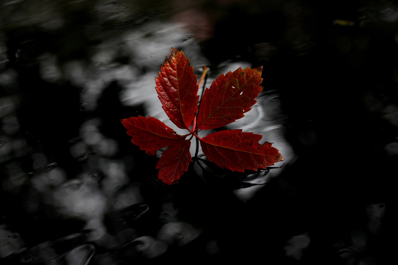 Image - leaf red autumn wet nature