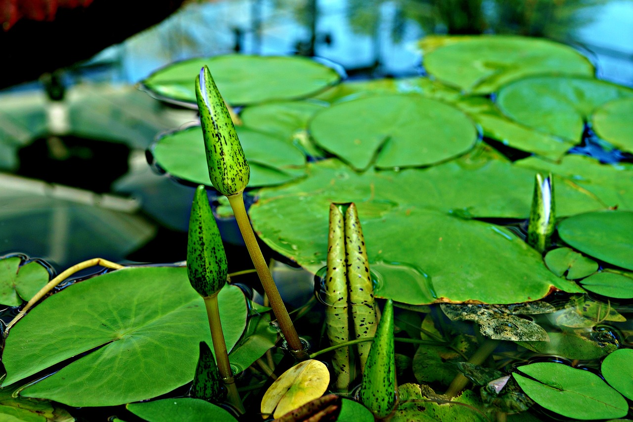 Image - close up young shoots