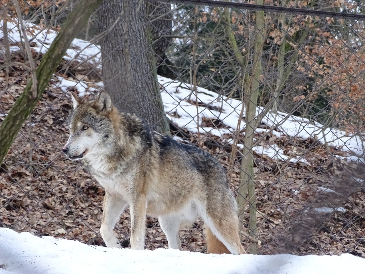 Image - wolf mammal beast zoo deer animal