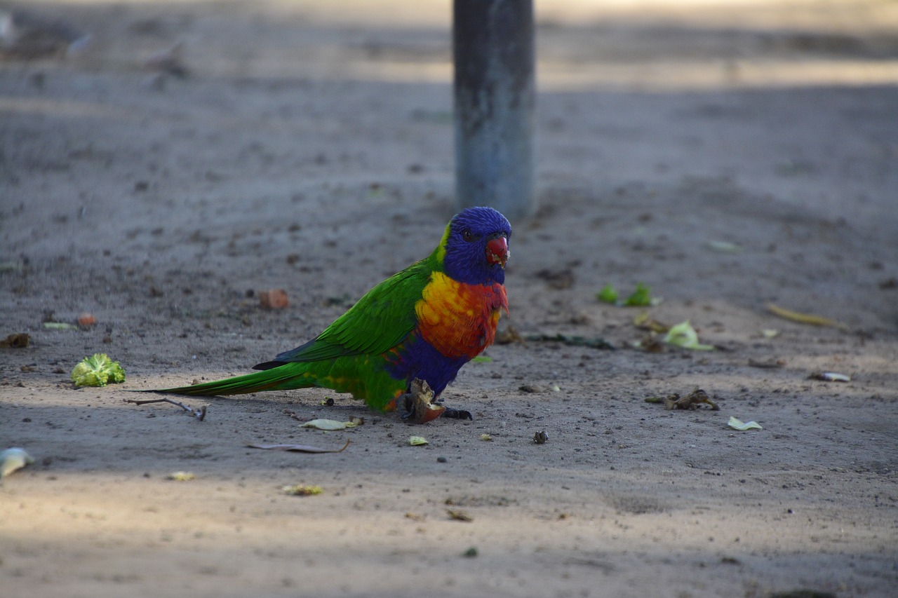 Image - australia bird brisbane animal