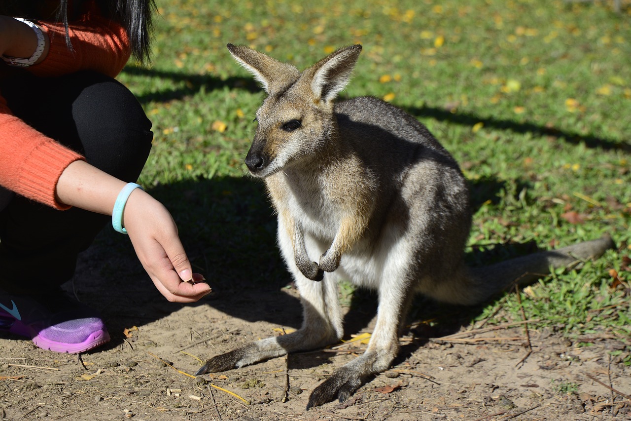 Image - australia brisbane animal wildlife