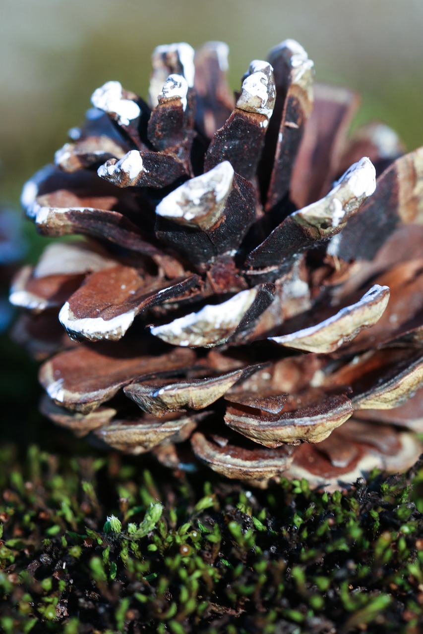 Image - pinecone nature macro