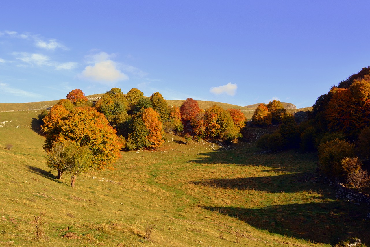 Image - excursion trees autumn trail