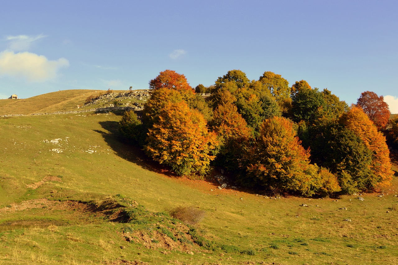 Image - excursion trees autumn trail