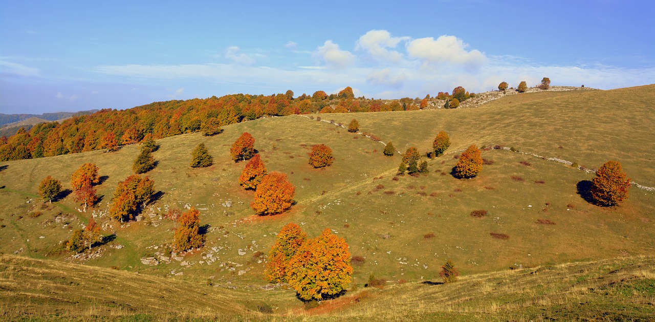 Image - excursion trees autumn mountain