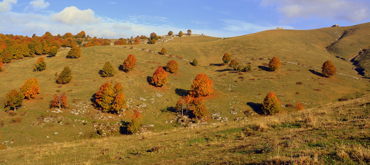 Image - excursion trees autumn trail