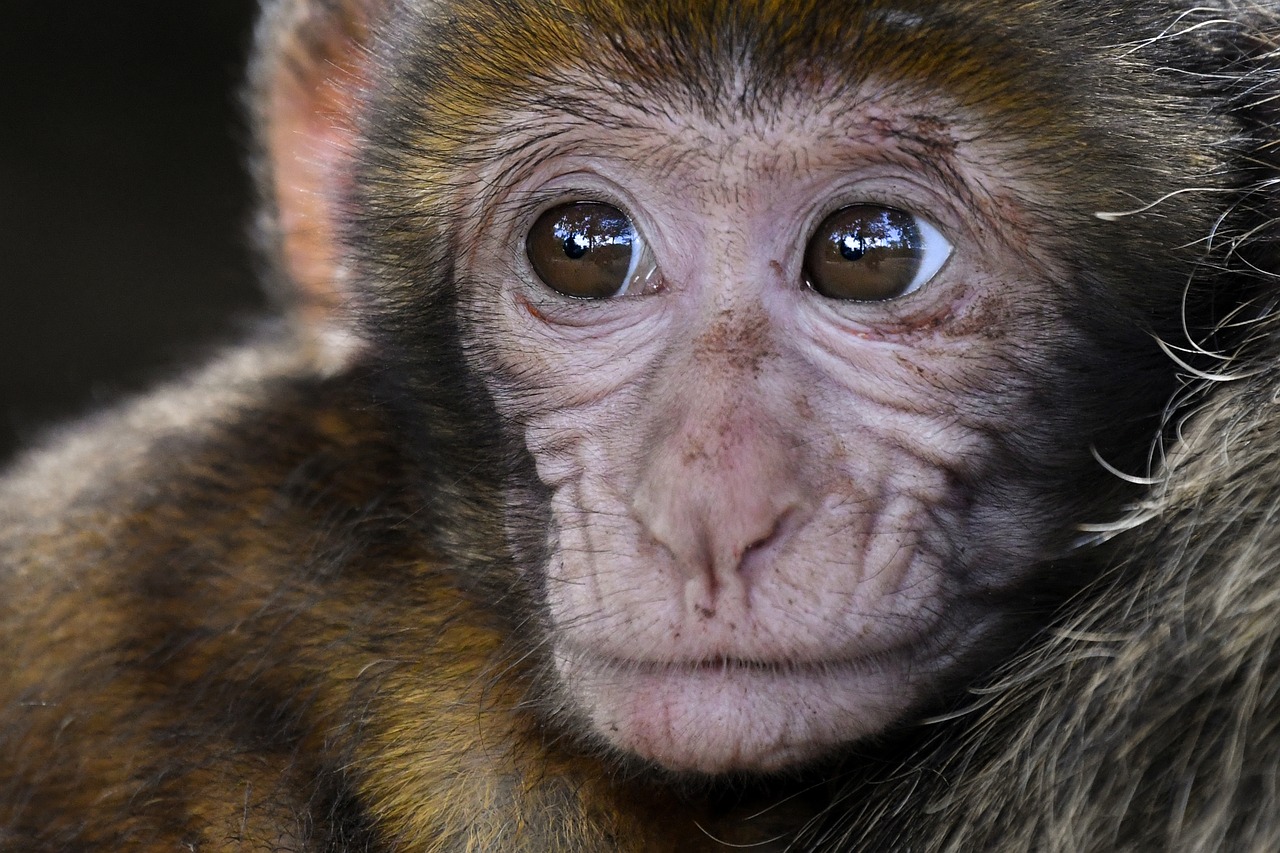 Image - monkey baby look barbary macaque