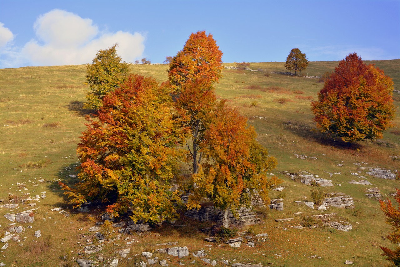 Image - excursion trees autumn trail