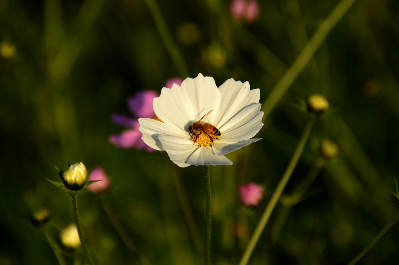 Image - bee cosmos white flowers honey