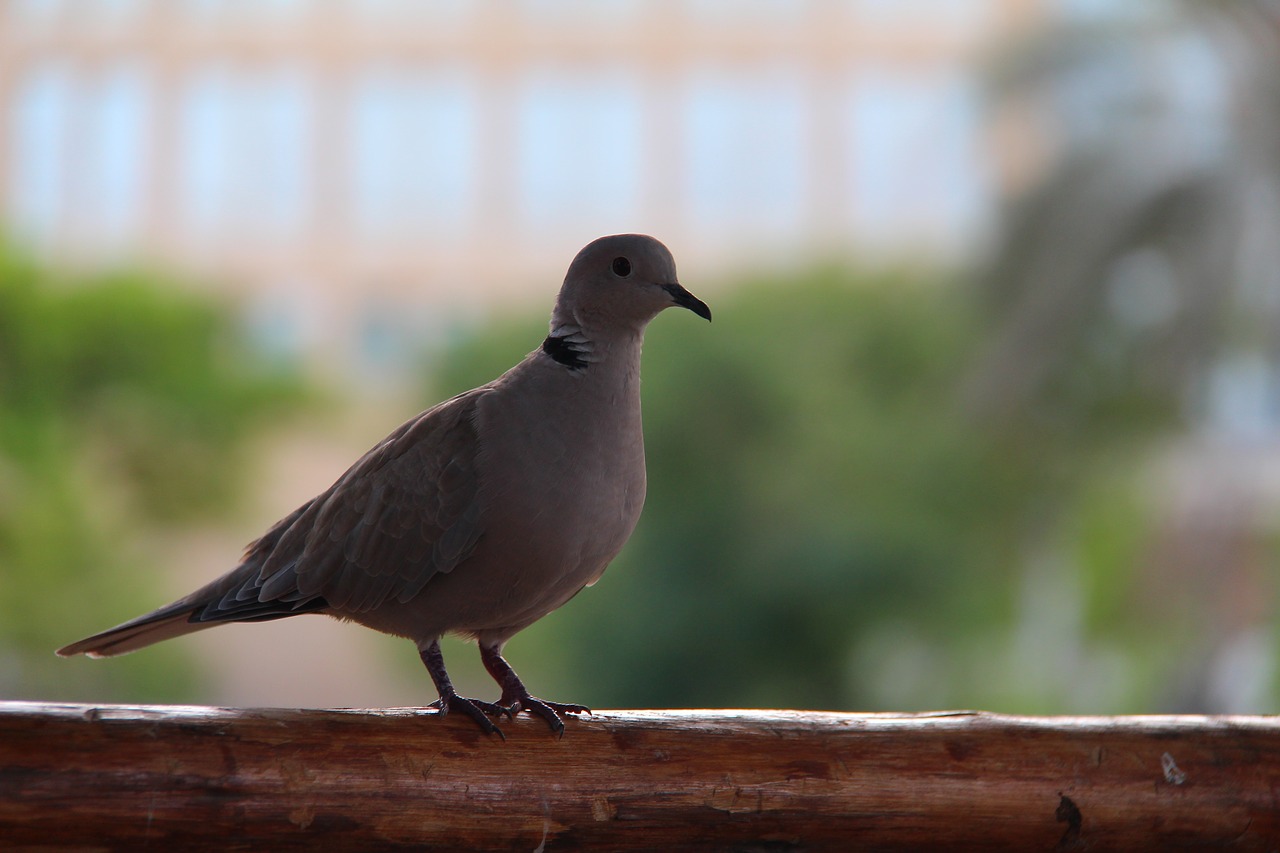 Image - bird dove peace love