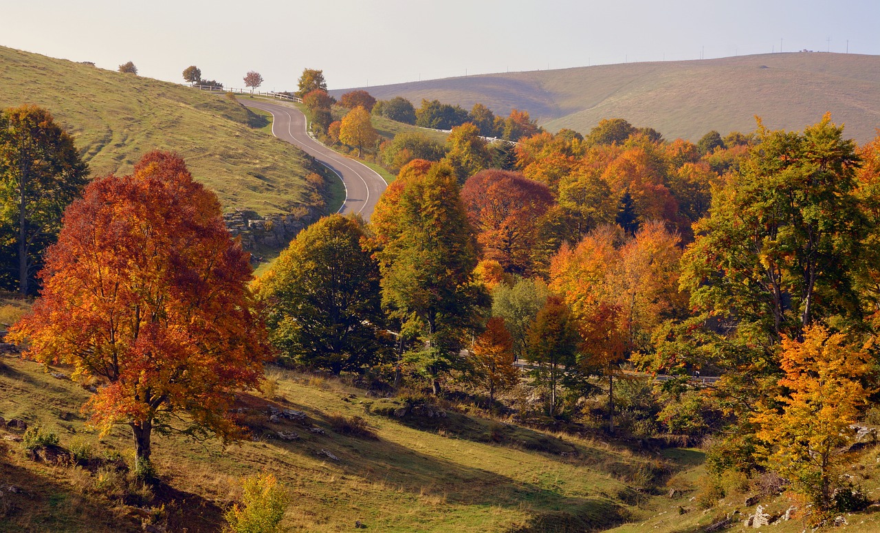 Image - excursion trees road autumn