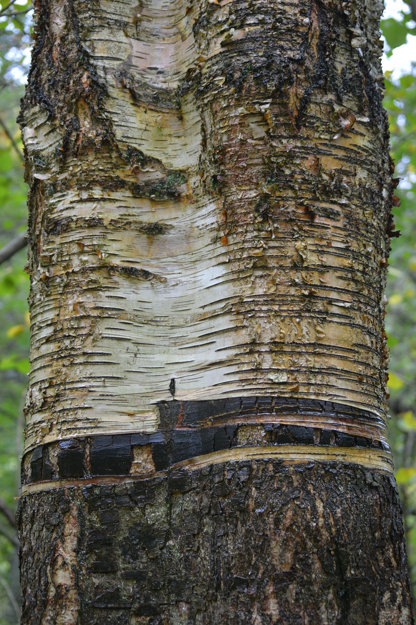 Image - birch tree bark close nature wood