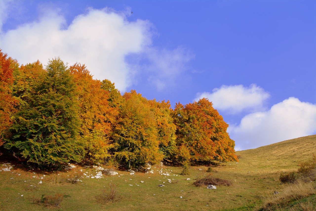 Image - excursion trees autumn trail