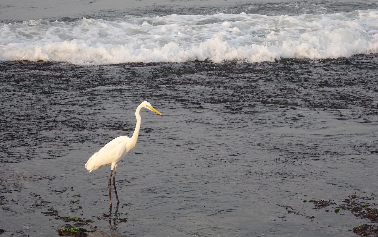 Image - great egret ardea alba large egret