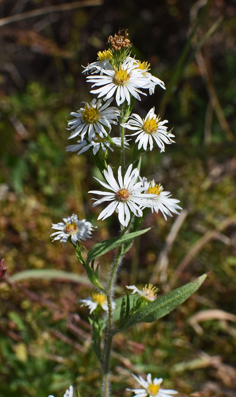 Image - white aster wildflower flower