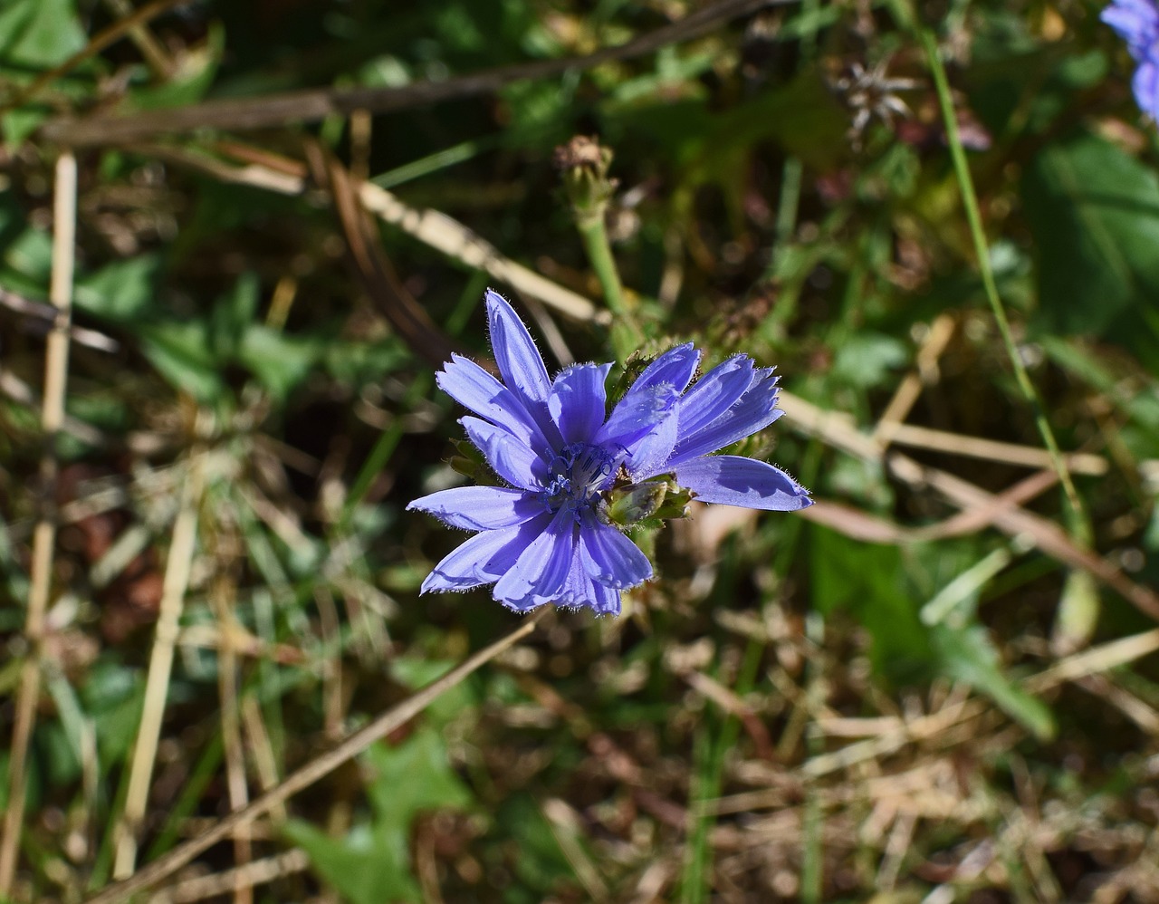 Image - wild chicory flower blossom bloom