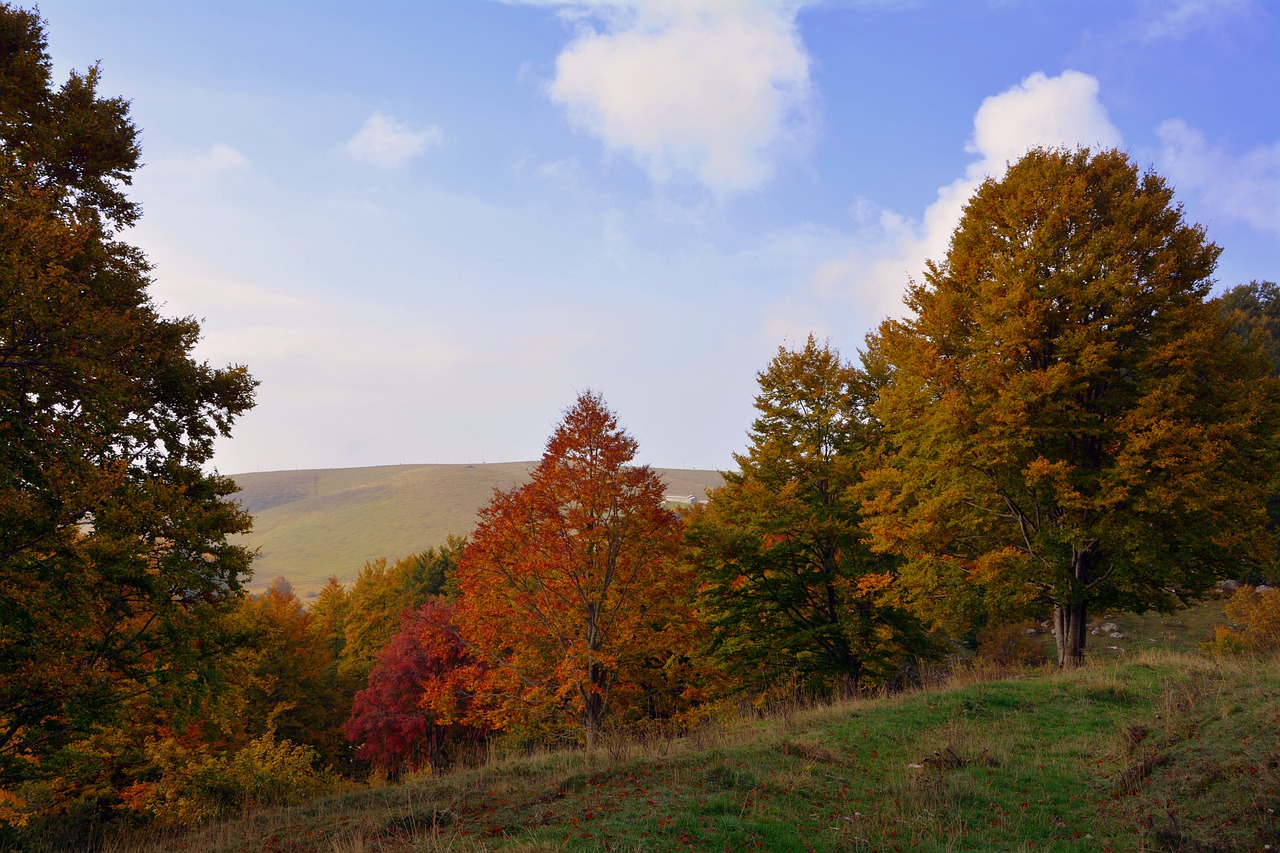 Image - excursion trees autumn mountain
