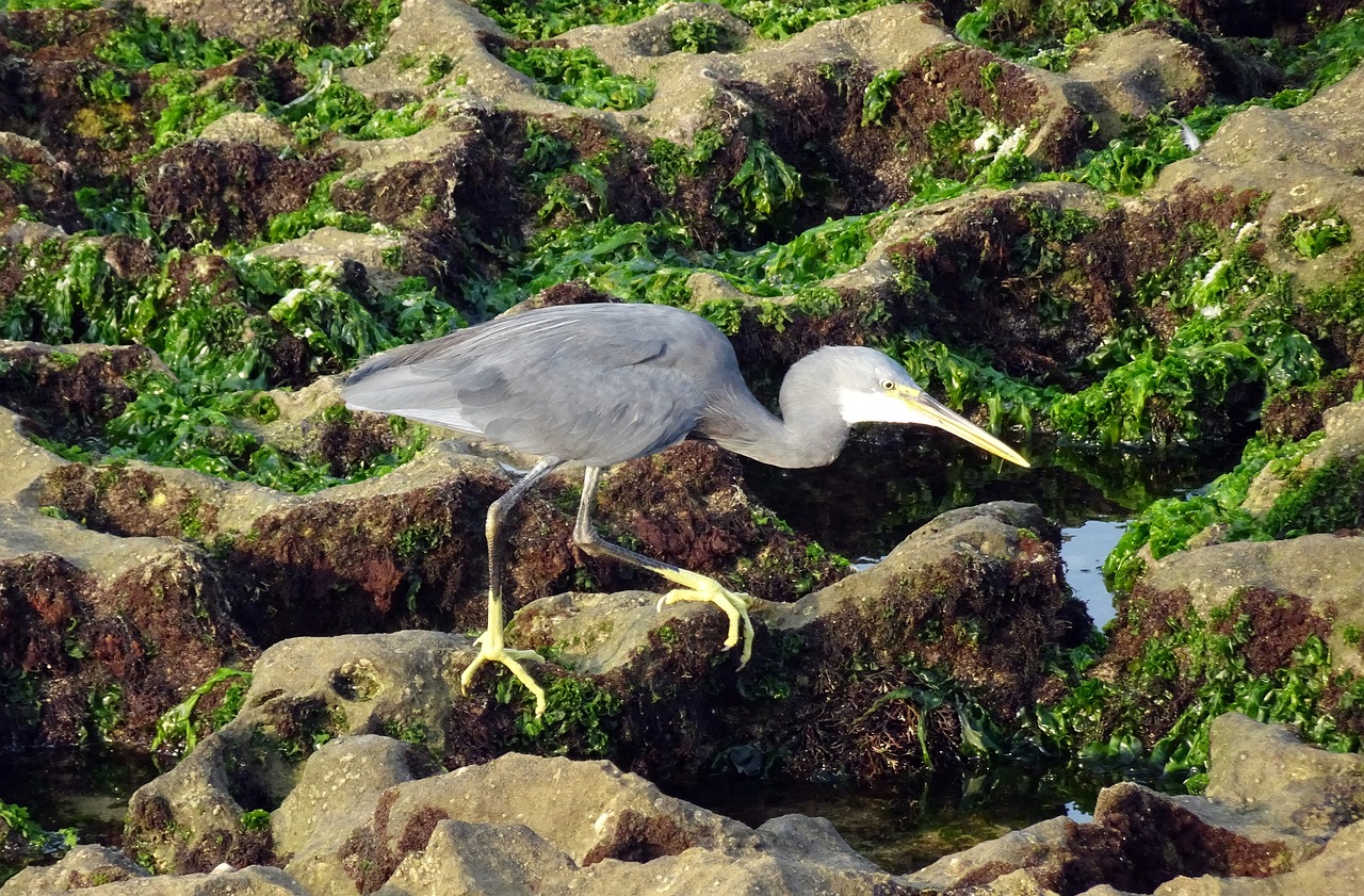 Image - bird wader western reef heron