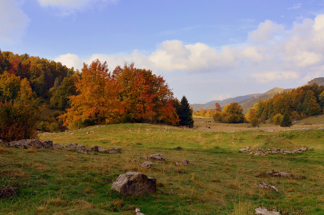 Image - excursion trees autumn trail