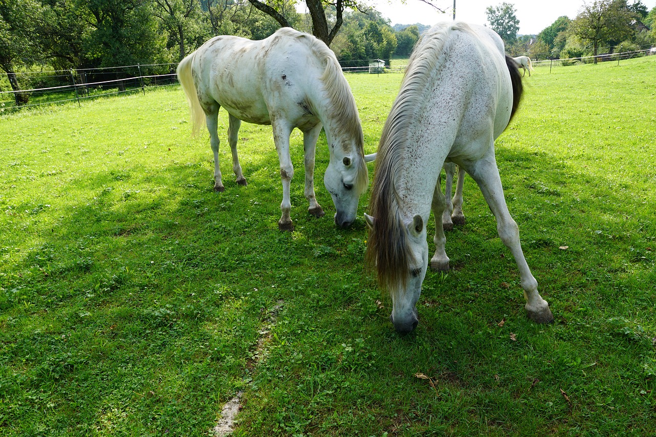 Image - horses eye monteaura equestrian