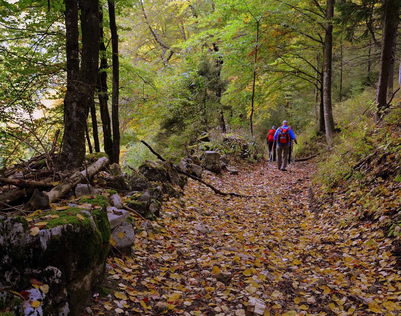 Image - excursion forest autumn trail