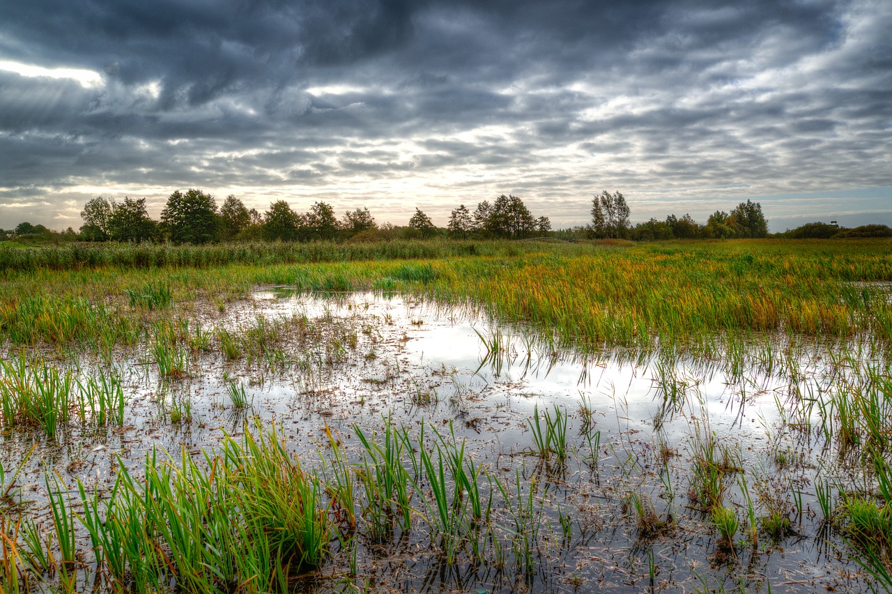 Image - swamp morning water reflection