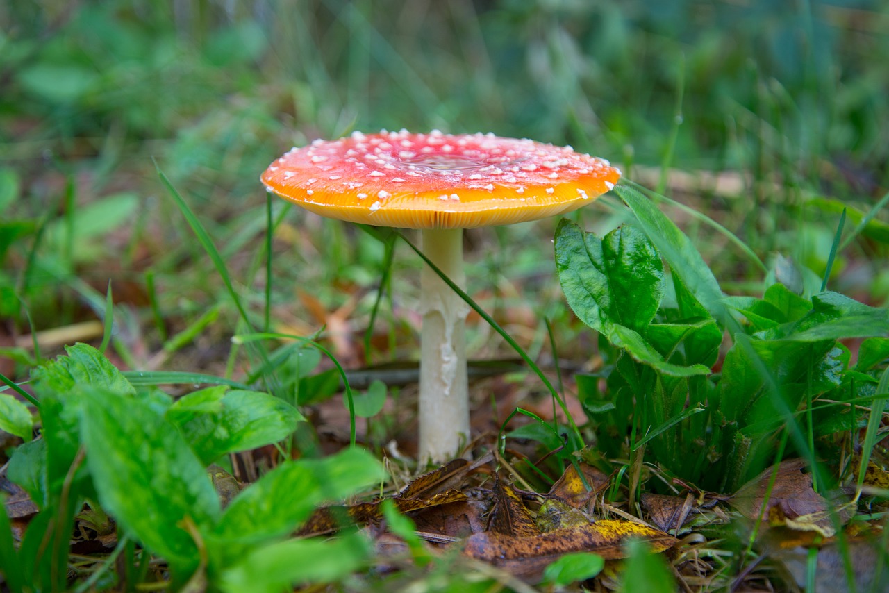 Image - fly agaric mushroom