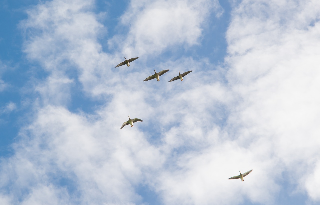 Image - geese flying clouds blue white