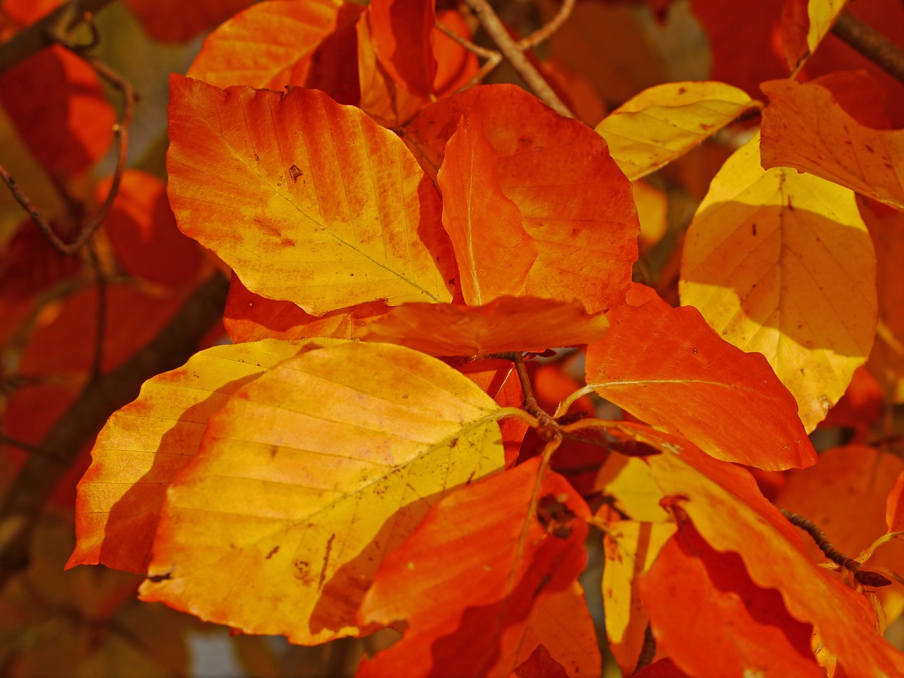 Image - fall foliage beech leaves red
