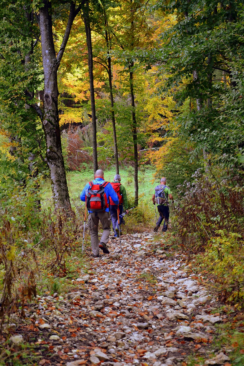 Image - excursion forest autumn trail