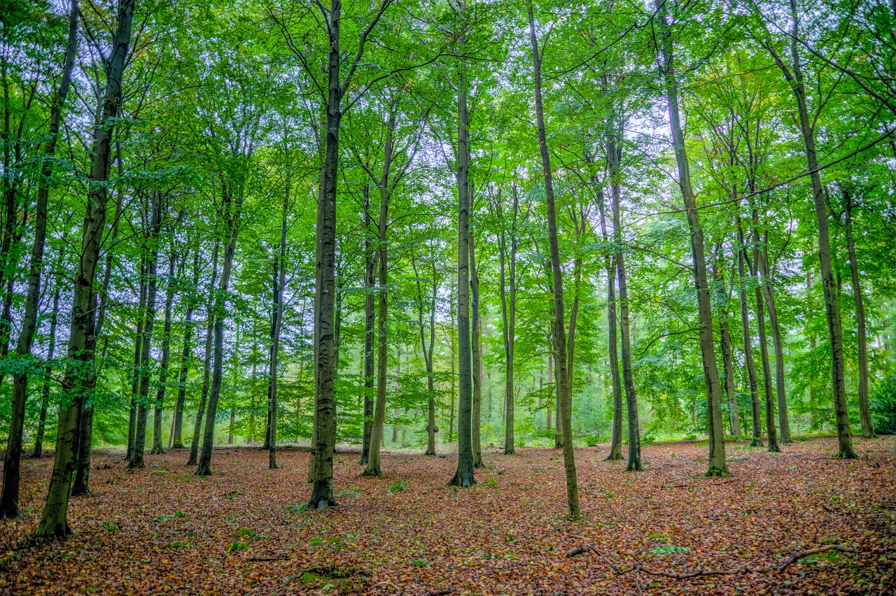 Image - green forest beech trees wood